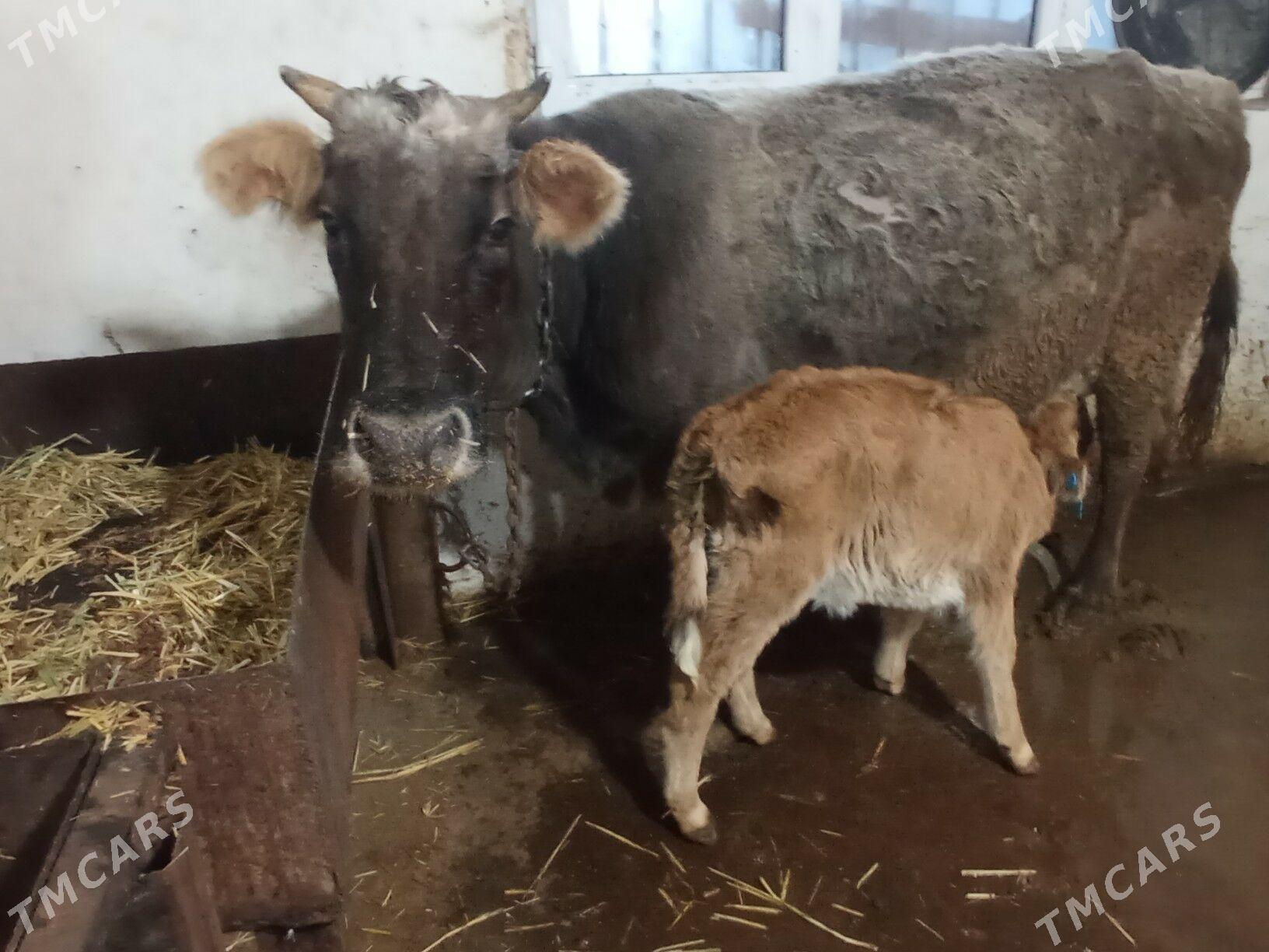 Goleli shwes suytli sygyr - Çoganly - img 1