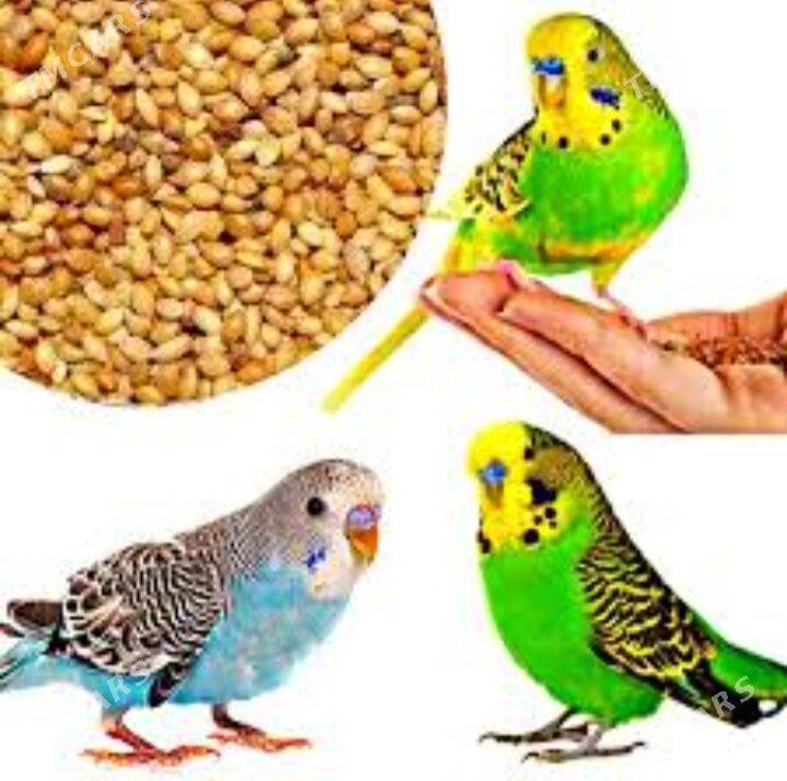 popugay iym we im - Aşgabat - img 1