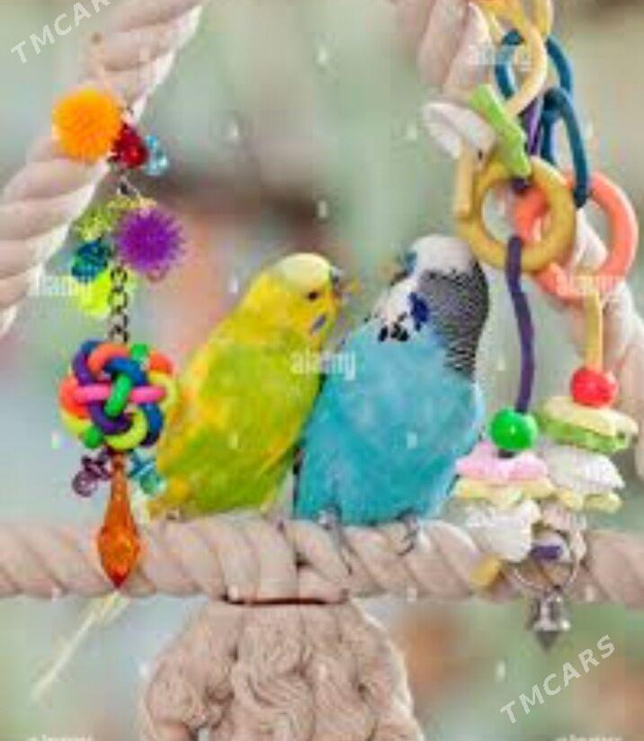 popugay setka kletka gus - Ашхабад - img 1