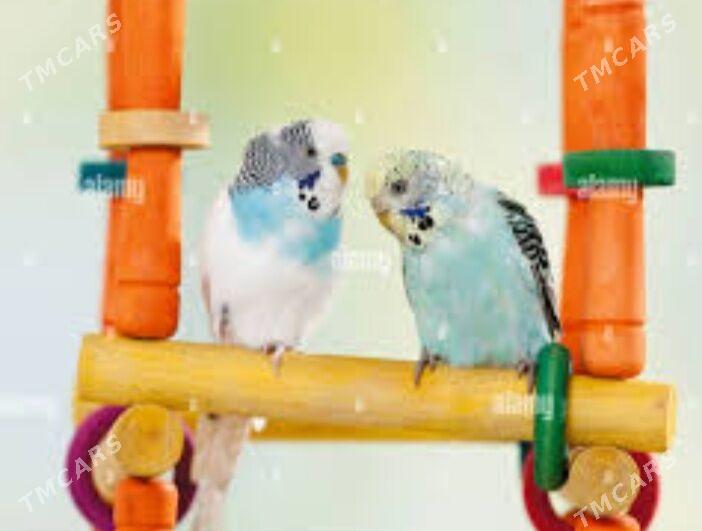 pobugay papugay gus - Ашхабад - img 1