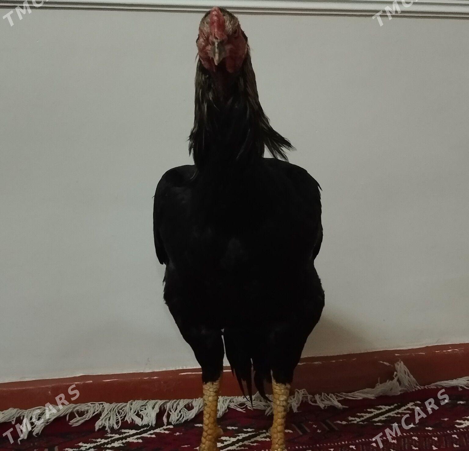 Balakly - Чарджоу - img 1