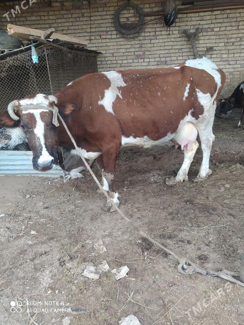 Sygyr - Hojambaz - img 1