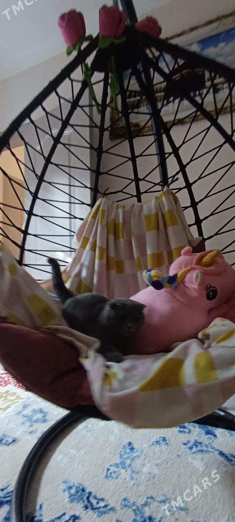 erkek pishik 30 dekabrda 2025 - Türkmenabat - img 1