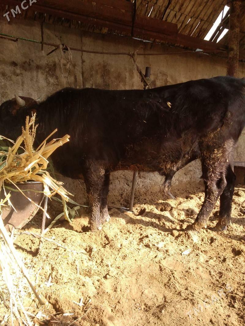 Okuz bakylan - Herrikgala - img 1