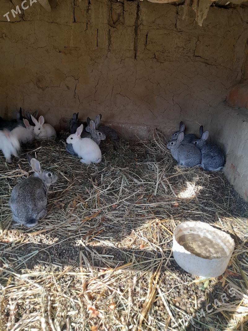 towsan - Бахарден - img 1