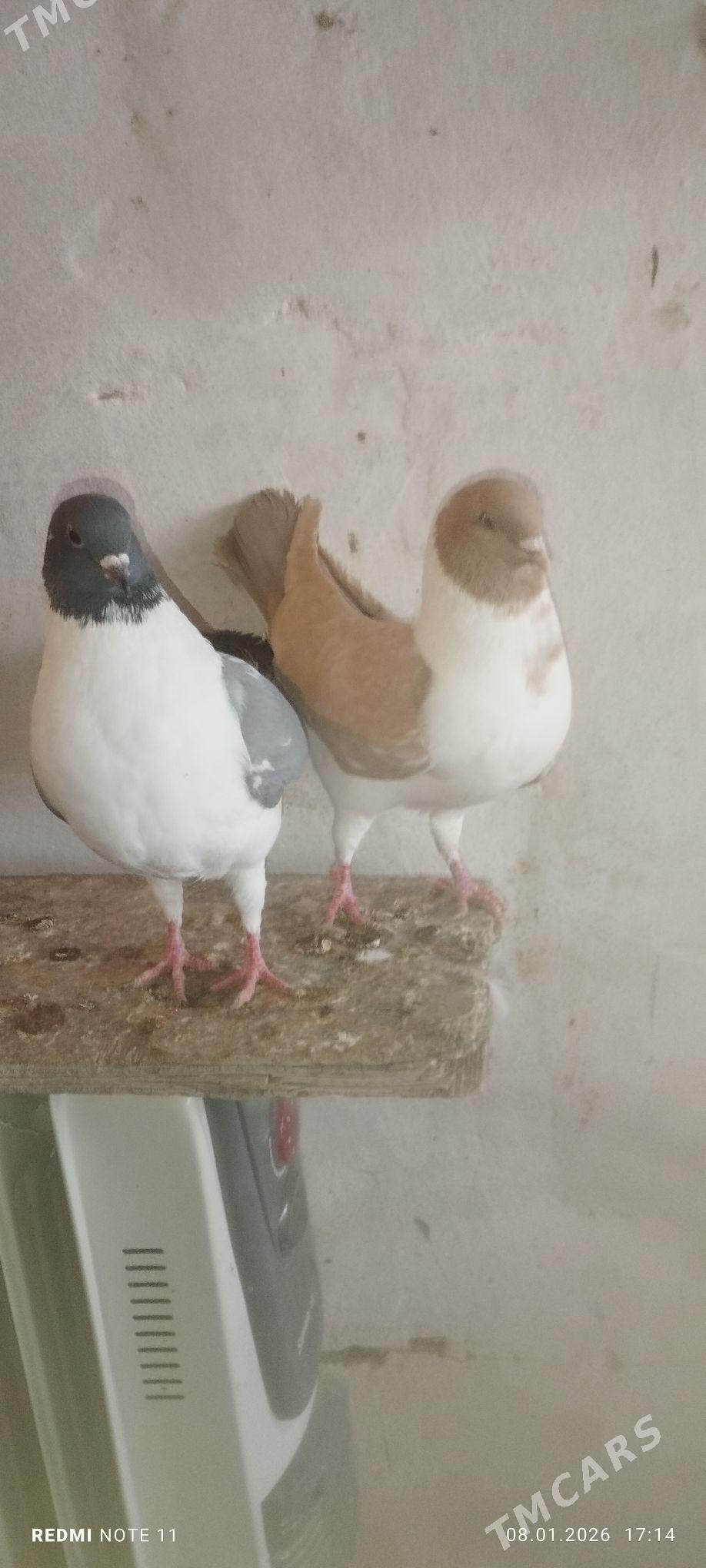 Kepderi - Мургап - img 1