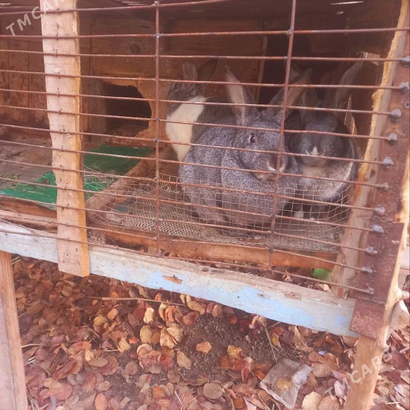 towşan - Daşoguz - img 1