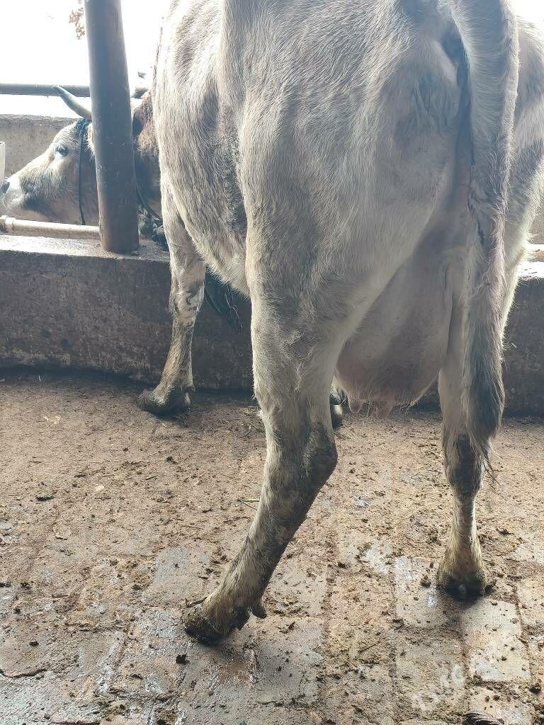 göleli sygyr - Гёкдепе - img 1