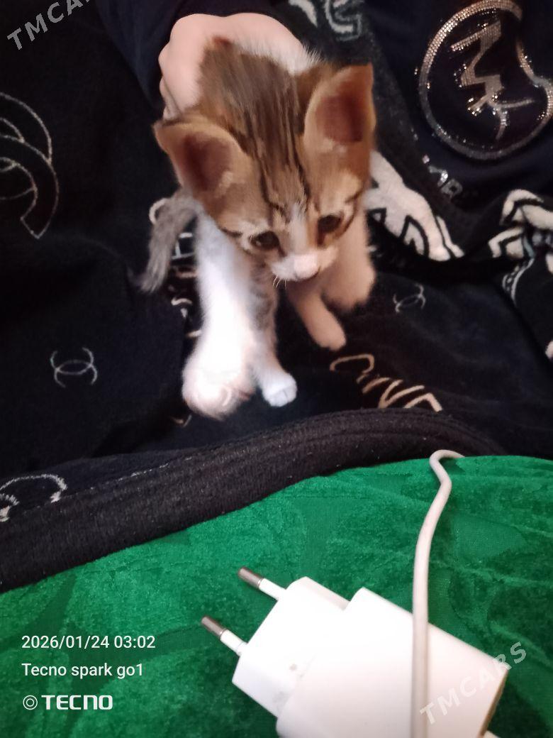 pisijek - Мары - img 1