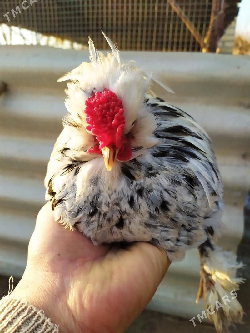 troyka karlik - Çärjew - img 1