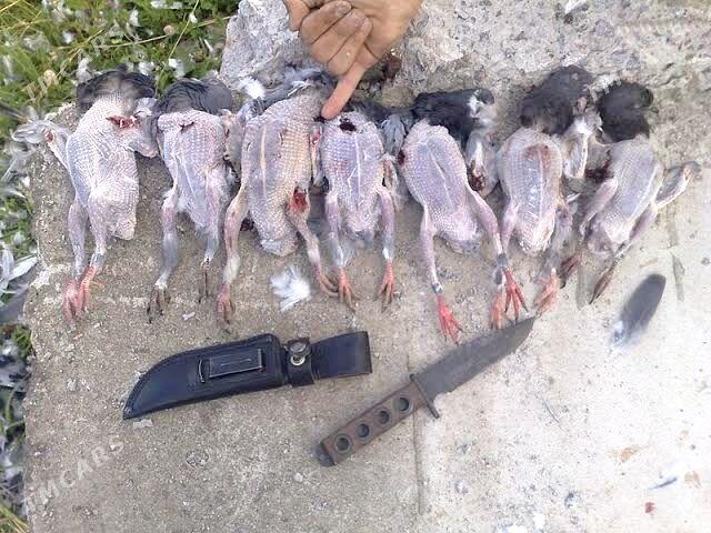 dikuş - Туркменабат - img 1