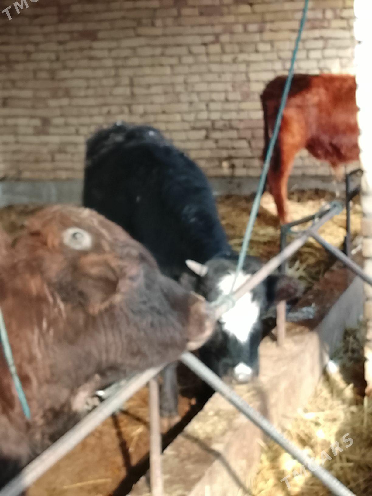 okuzler 3 sany - Дянев - img 1