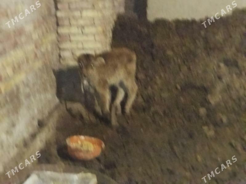 göleli sygyr - Теджен - img 1