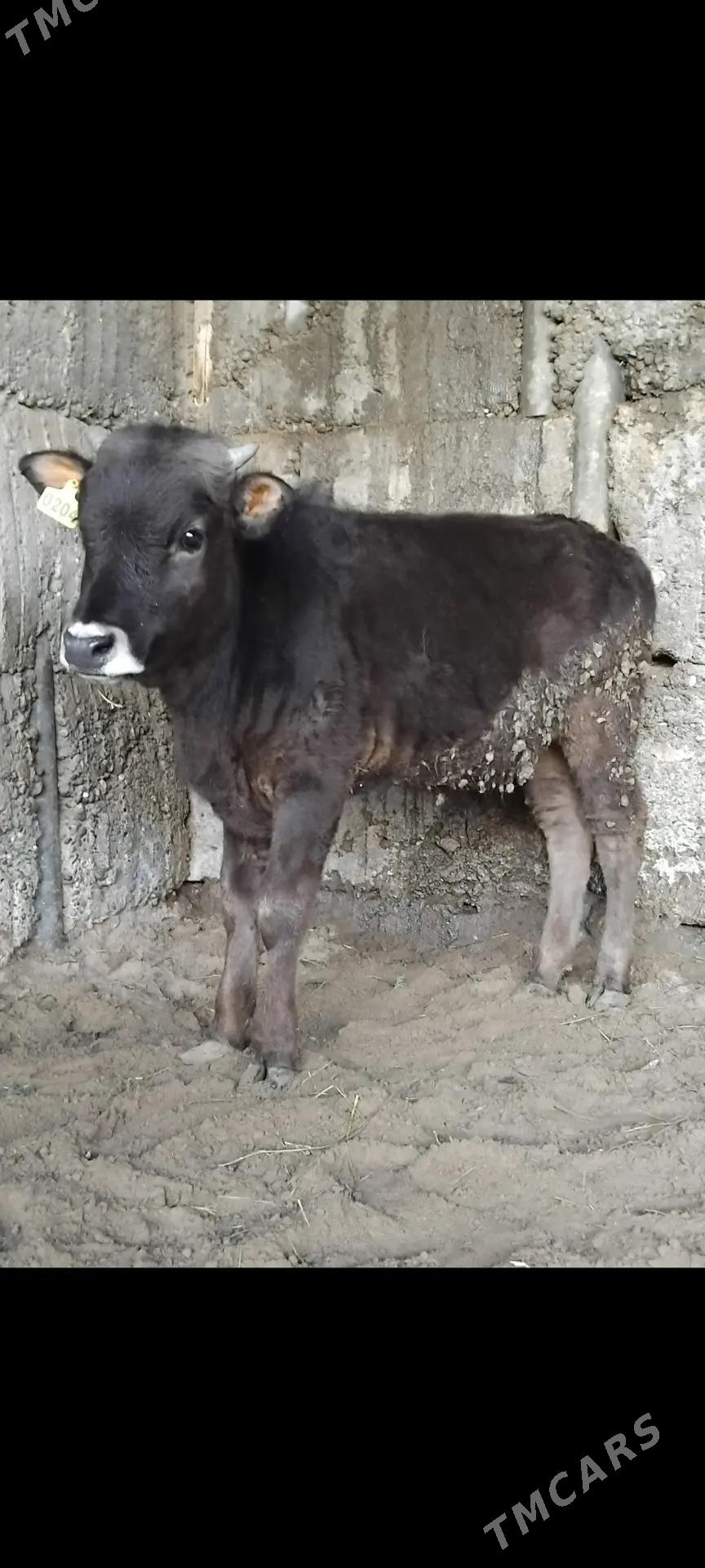 ŠWES OKUZ - Büzmeýin - img 1