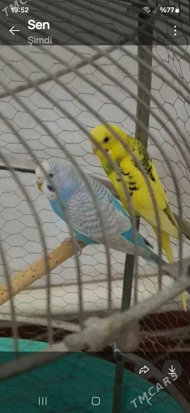 Папугай - Дашогуз - img 1