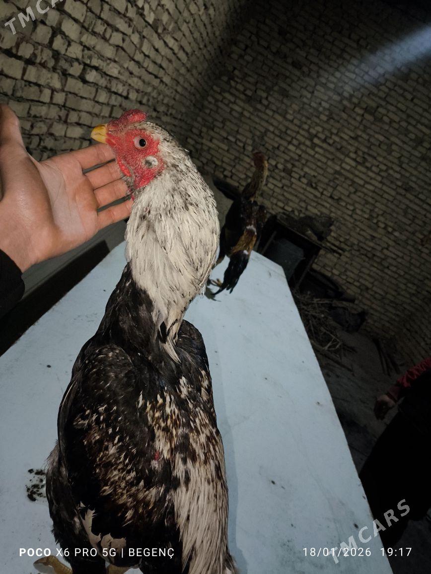 байсов хораз - Чарджоу - img 1