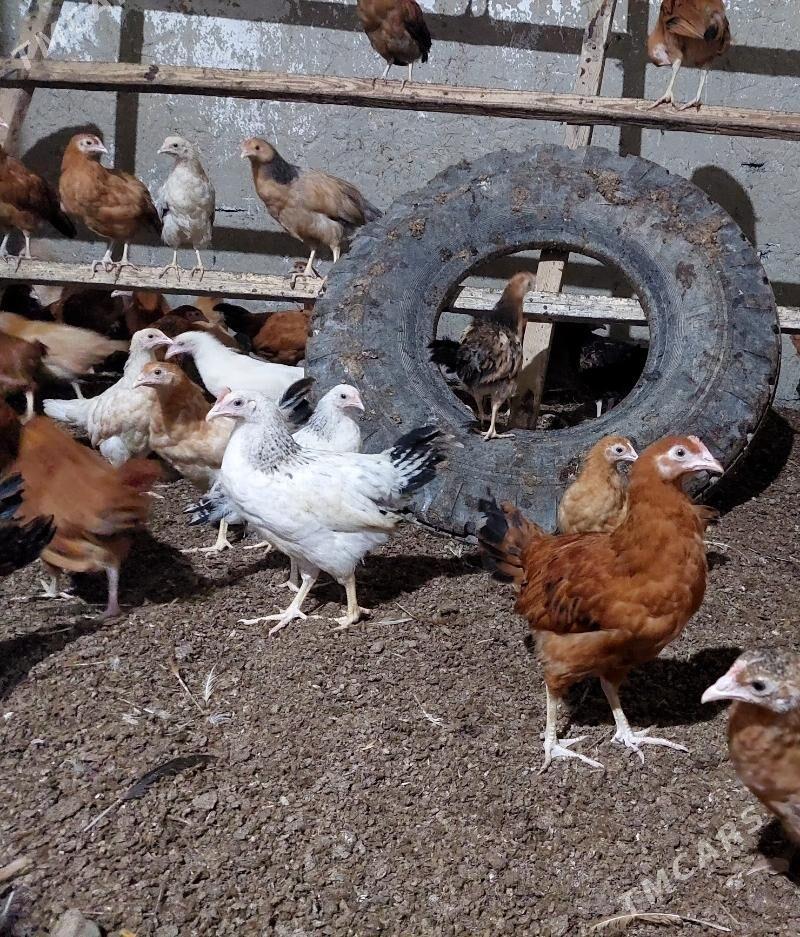 ýaş towklar - Bäherden - img 1