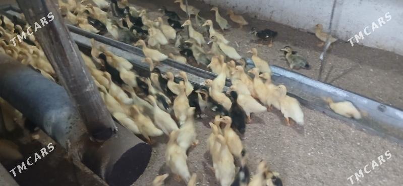 gak gak ordek - Gökje - img 1