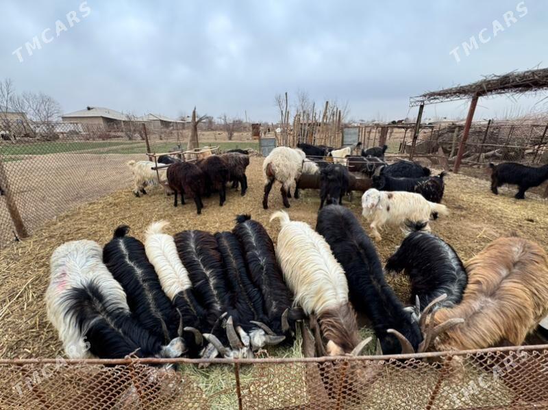 Goýun we geçi - Ёлётен - img 1