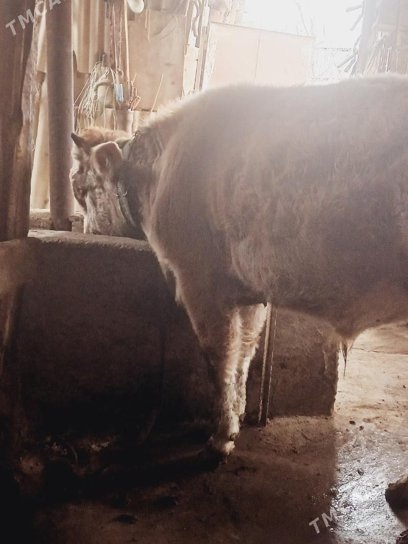 Öküz - Aşgabat - img 1