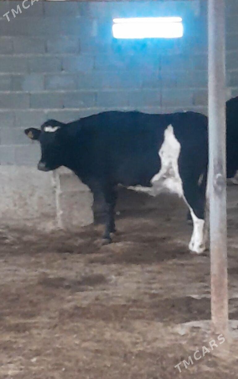 Golşdeýin sygyr - Änew - img 1