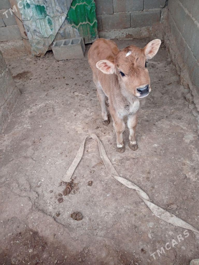 goleli sygyr - Берекет - img 1