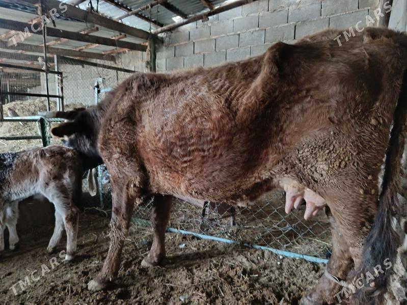 2 sany göleli sygyr - Гызыларбат - img 1