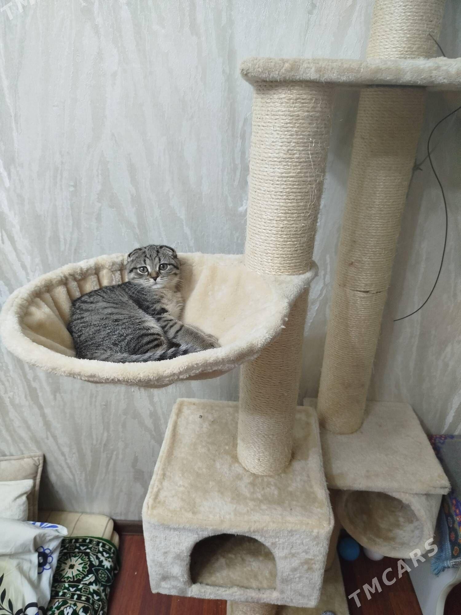 шотландская шиншилла девачка - Aşgabat - img 1