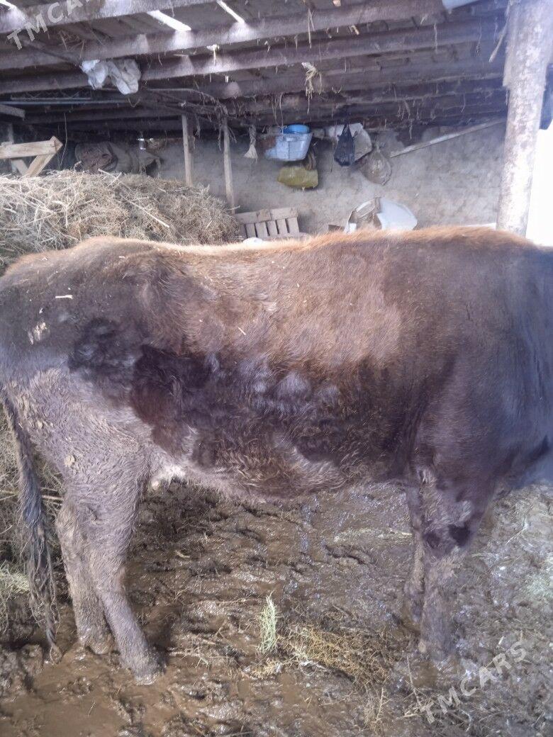 Sygyr - Ак-Бугдайский этрап - img 1