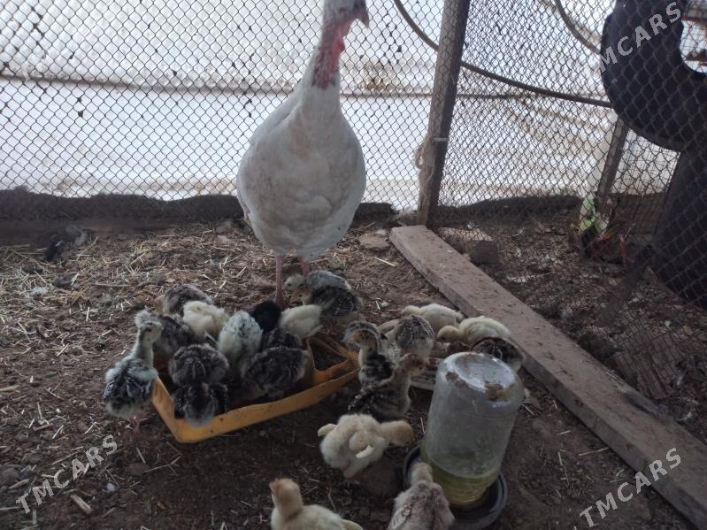 Induk juje - Каракумский этрап - img 1