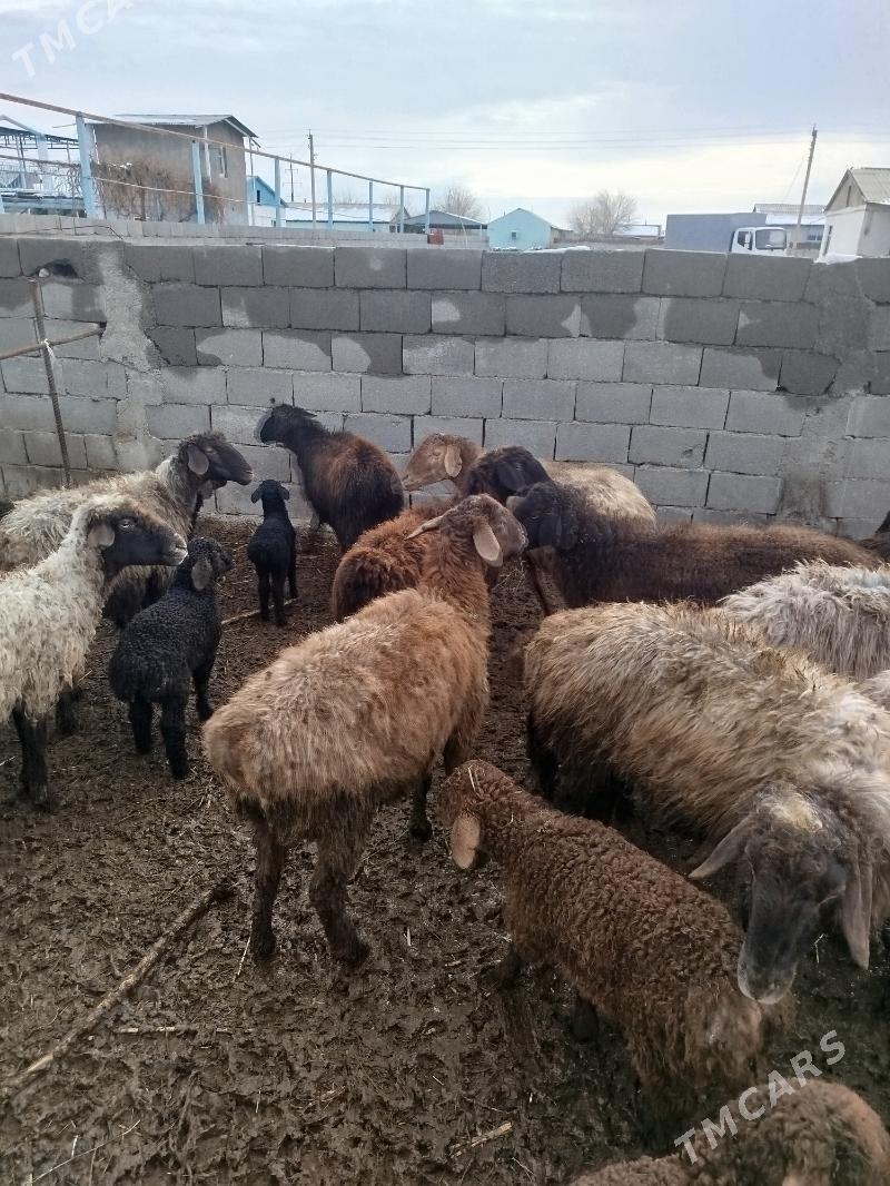 guzuly goŷun - Ak bugdaý etraby - img 1