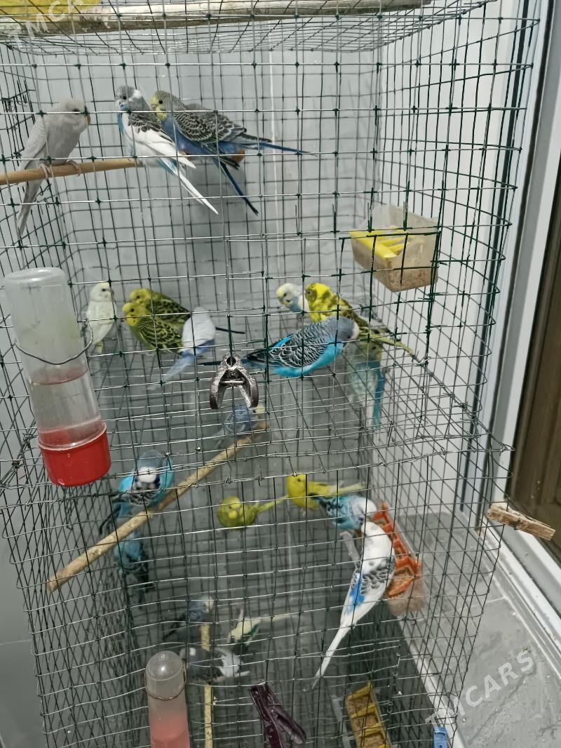 popugay toty gus - Ашхабад - img 1