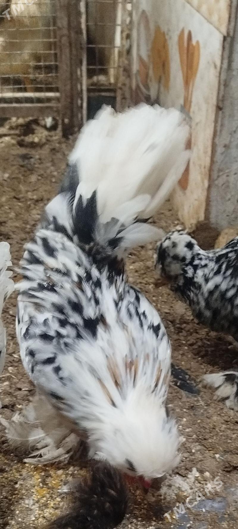 КАРЕЙ ЯПОНСКИЙ - Туркменабат - img 1