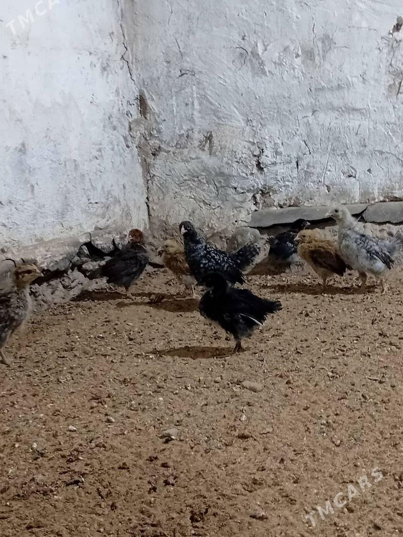 Towyk juyje 1aylyk - Baýramaly - img 1