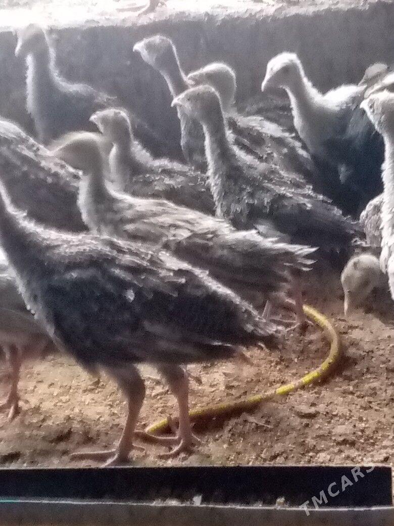 induk jüýje - Каракумский этрап - img 1