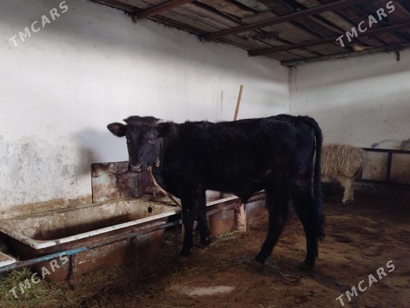 Gibrit Öküz - Hitrowka - img 1