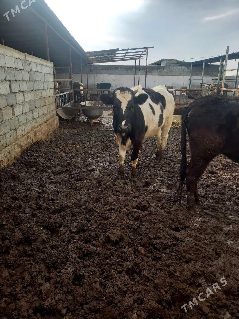 GARALA GALISDEÝIN TÜWE - Gökdepe - img 1