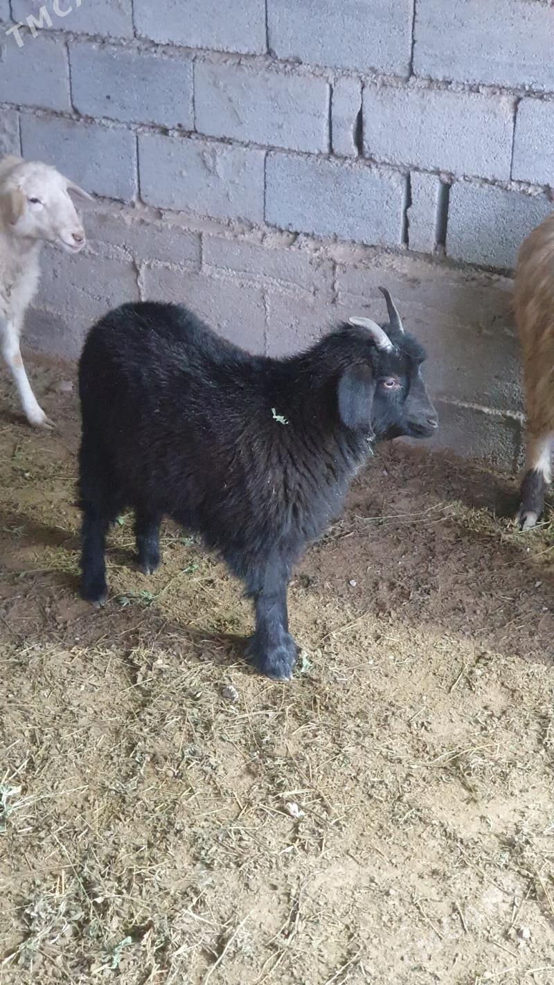 çebiş - Ак-Бугдайский этрап - img 1