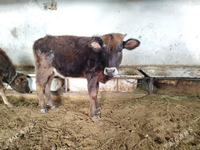 Şwes Tüweler - Хитровка - img 1