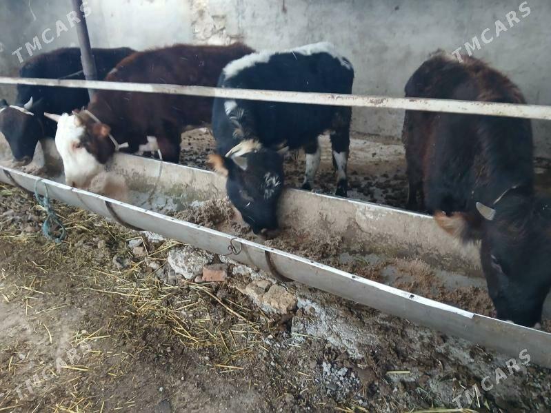 окуз сыгырлар - Балканабат - img 1