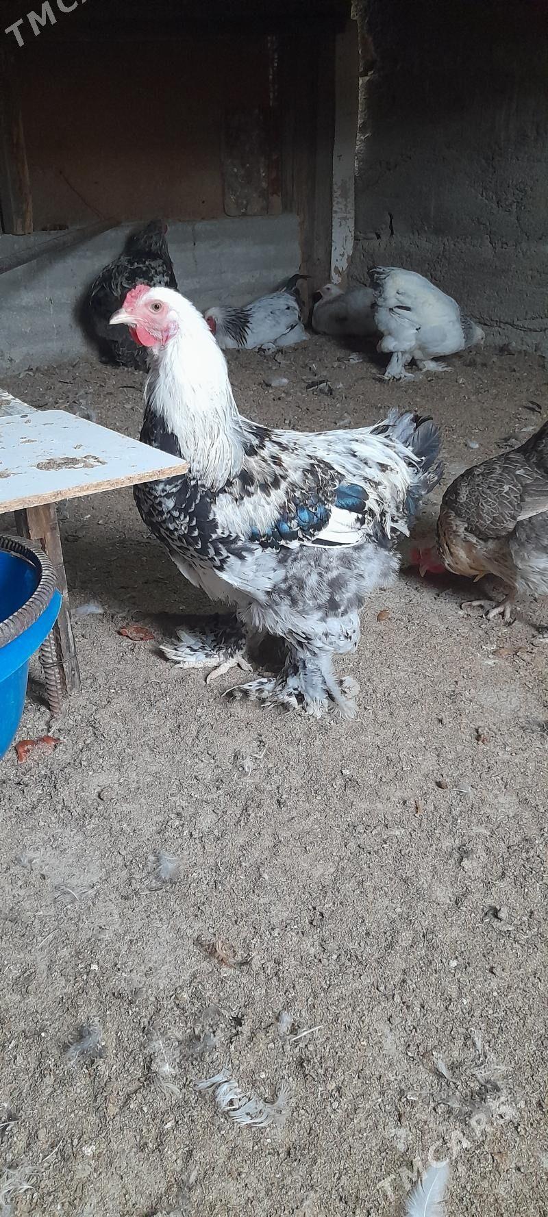 хороз - Гёкдепе - img 1