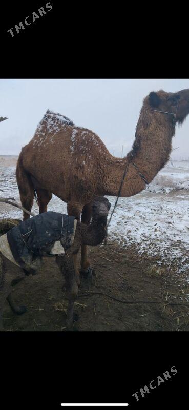 Kosekli duye - Tejen - img 1