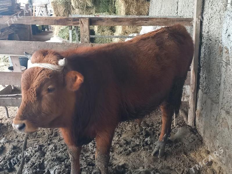 OKUZ - Herrikgala - img 1