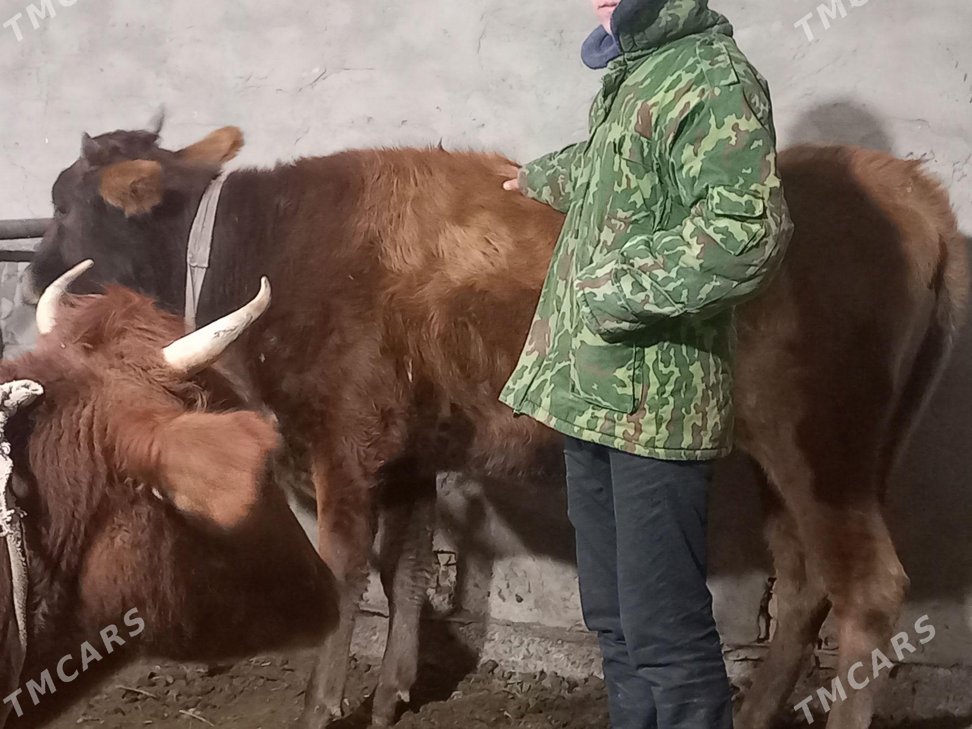 Sygyr - Mary - img 1