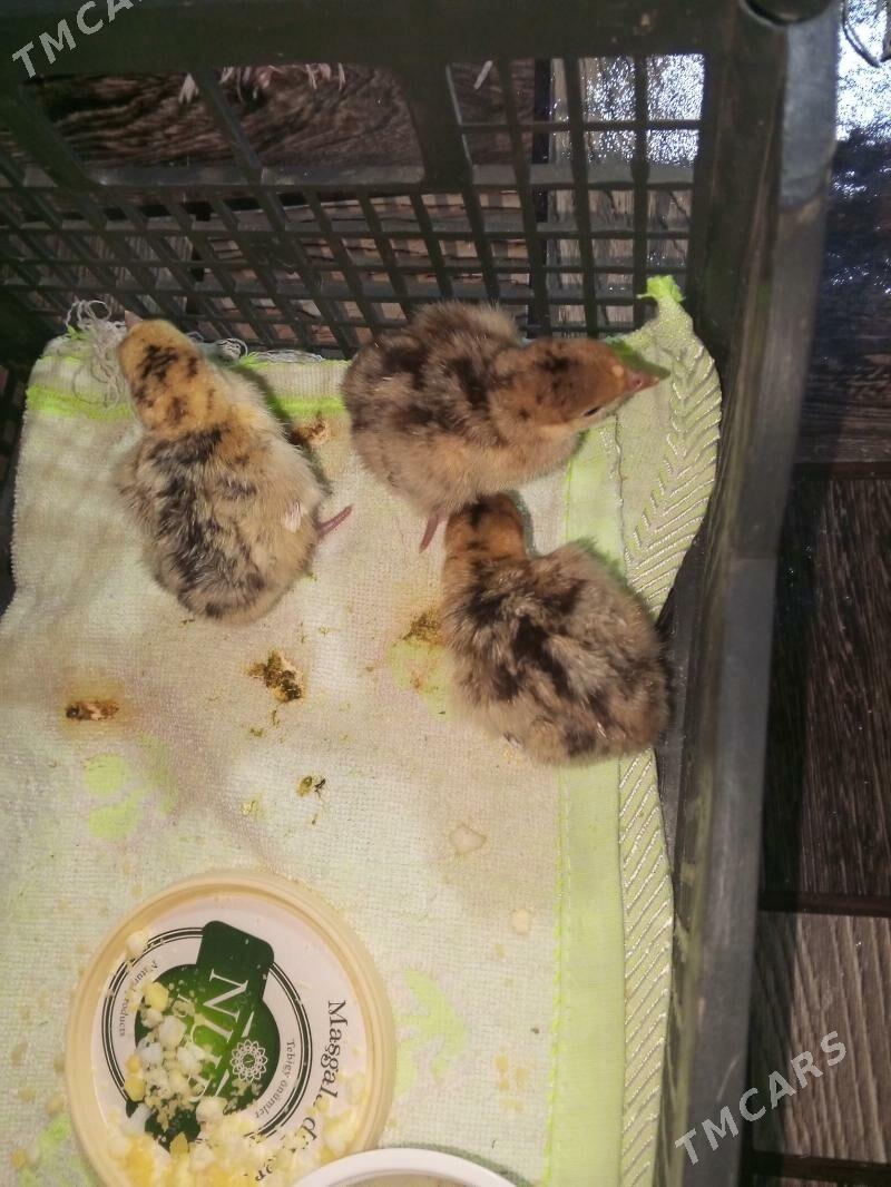 induk juje - Gökje - img 1