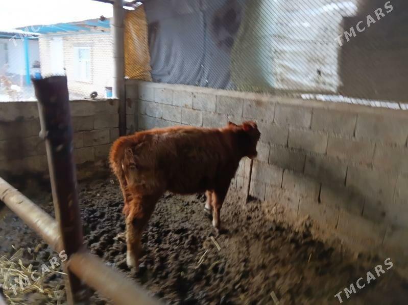 göleli sygyr yagdayy gowy - Яшлык - img 1