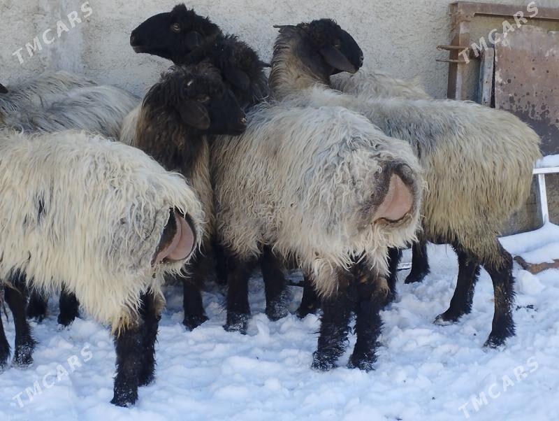 Işşek goýun - Änew - img 1