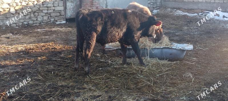 okuz - Gyzylarbat - img 1