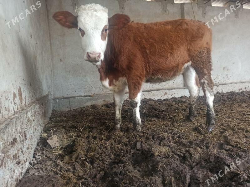 orginal smental unajyn - Туркменабат - img 1