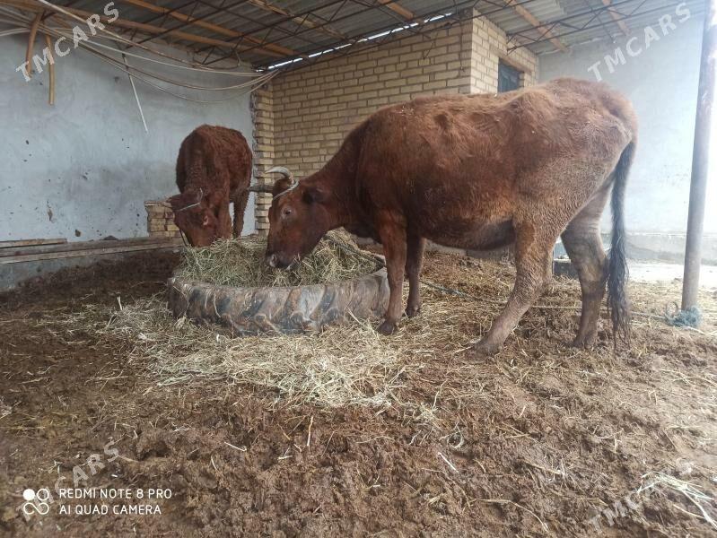 sygyr - Гарабекевюл - img 1